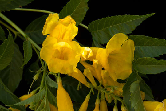 Image of Yellow bells