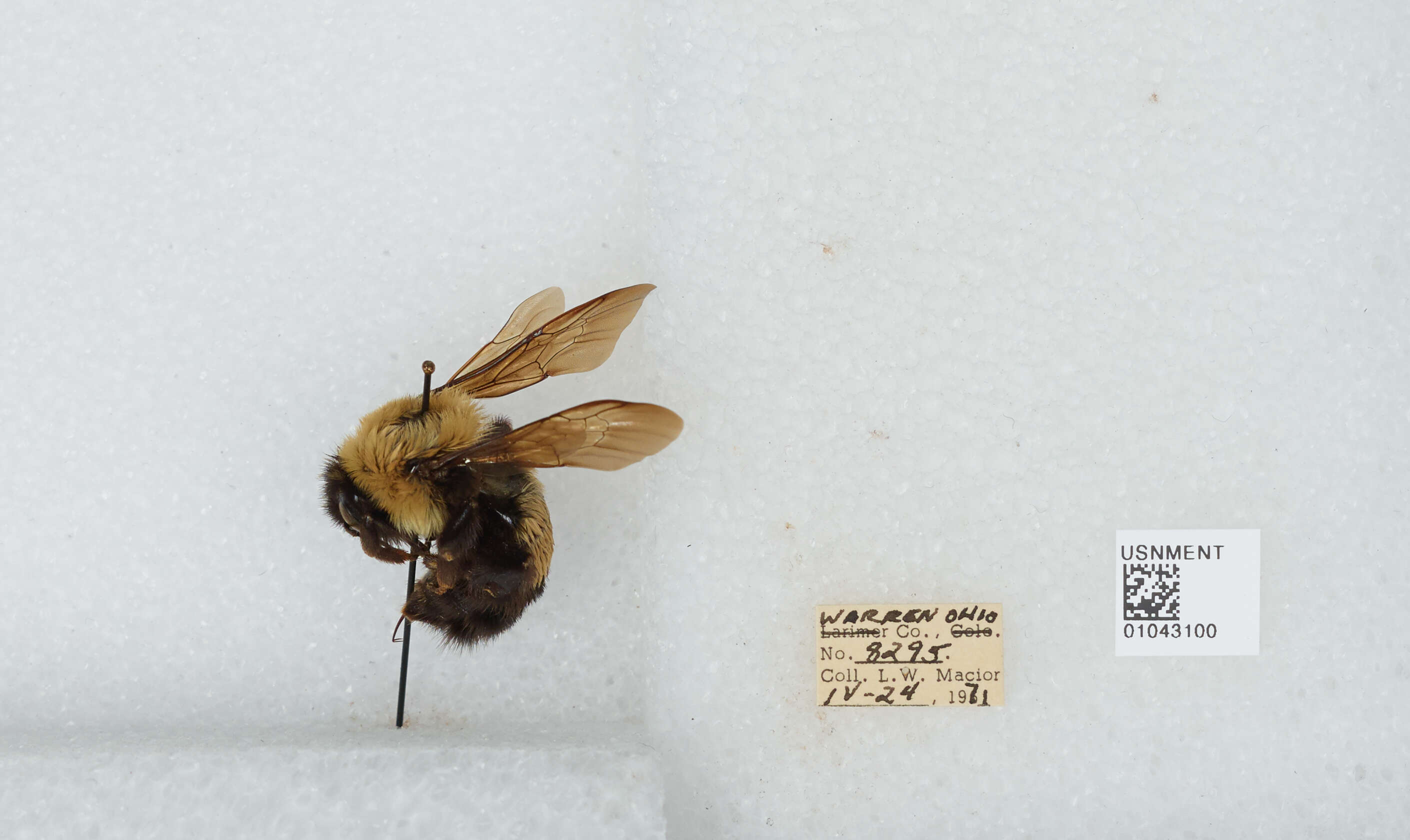 Слика од Bombus affinis Cresson 1864