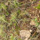 Sivun Sporobolus lasiophyllus Pilg. kuva