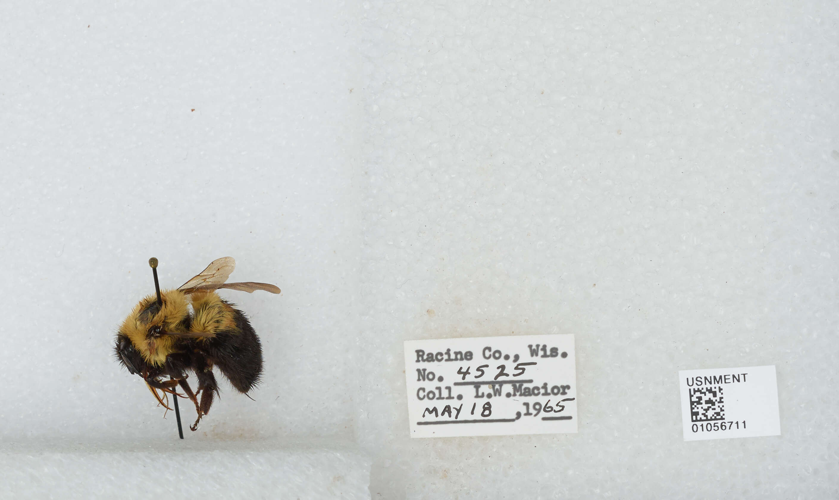 صورة Bombus bimaculatus Cresson 1864