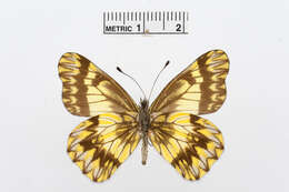 Image of Catasticta sinapina Butler 1896