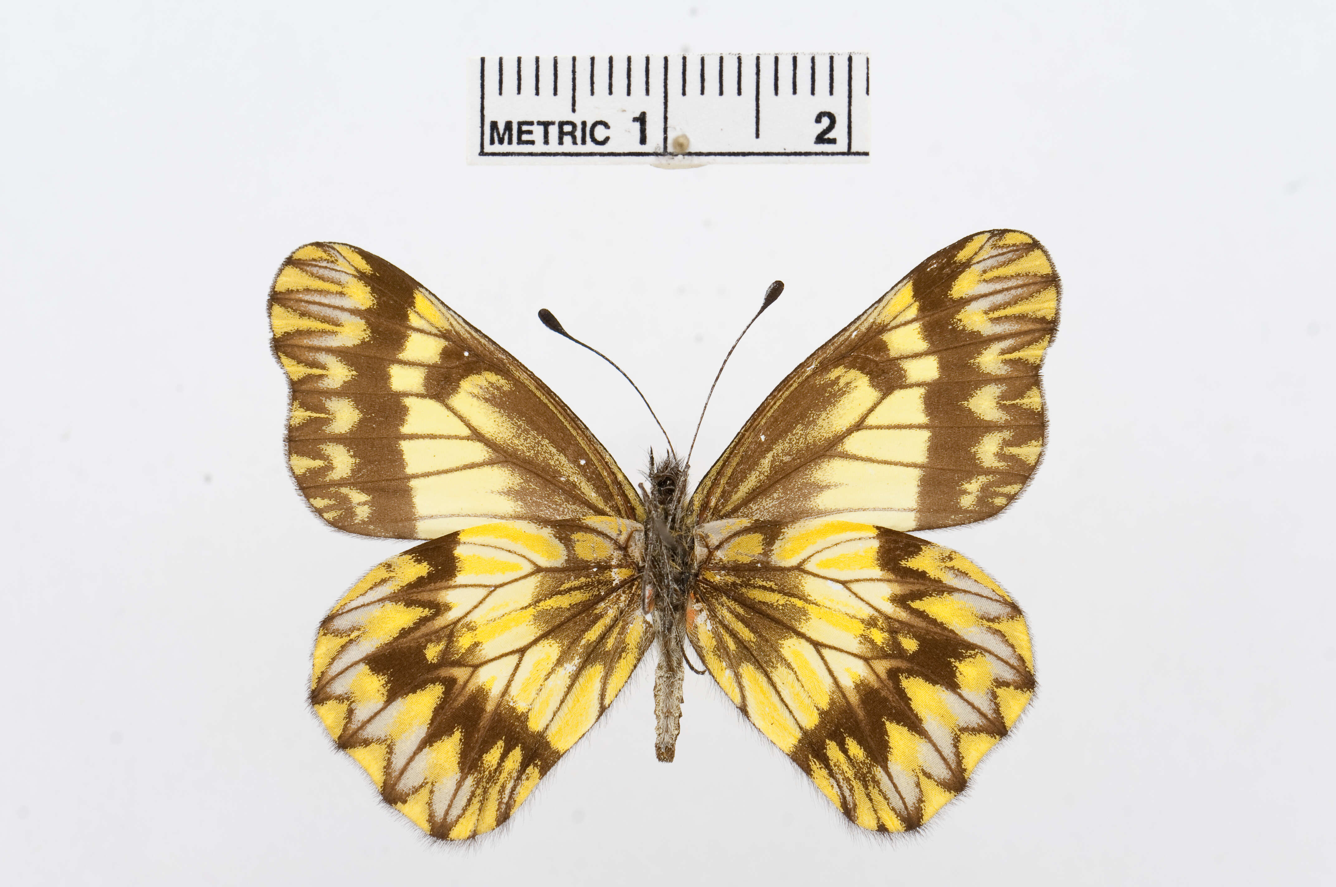 Image of Catasticta sinapina Butler 1896