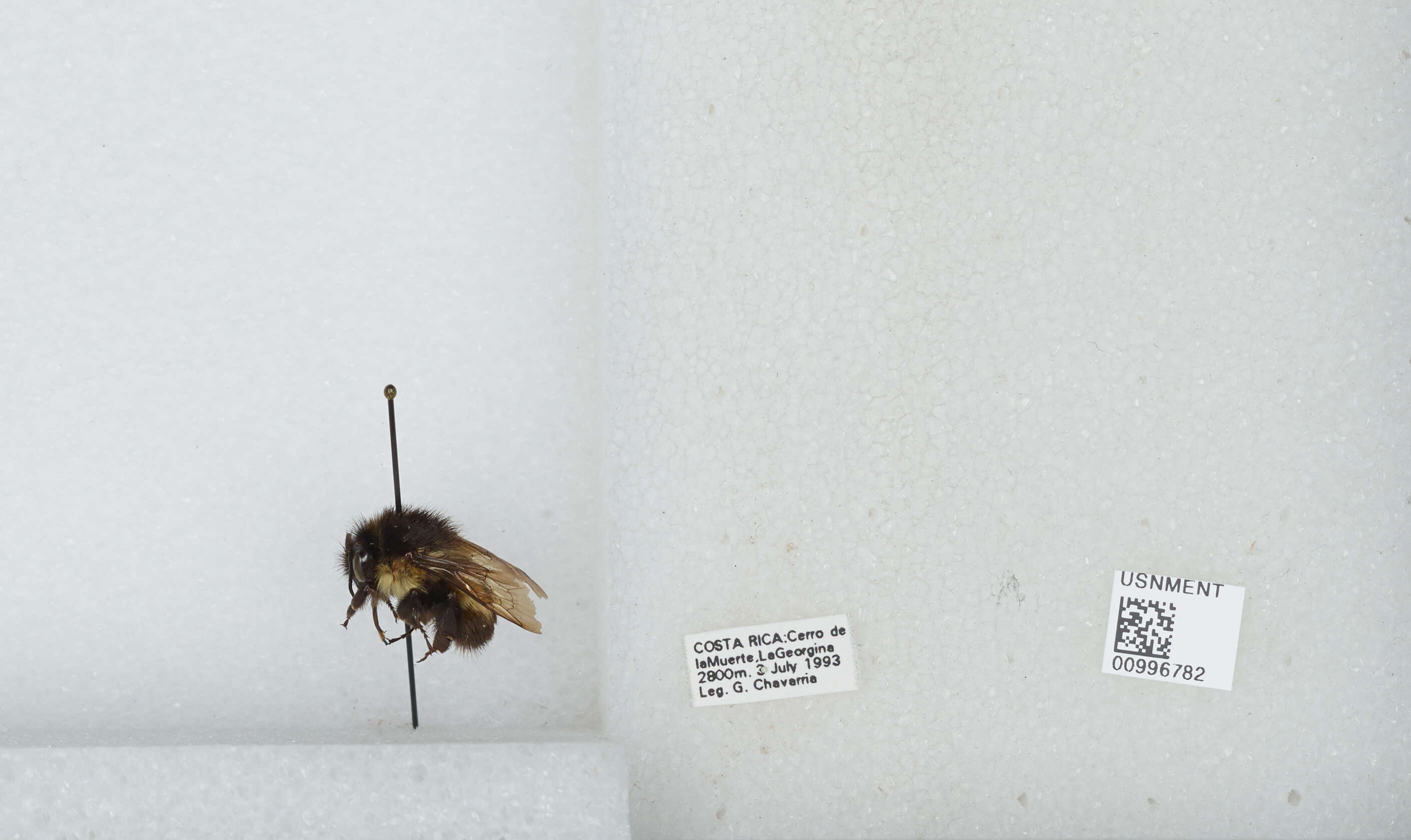 Image of Bombus ephippiatus Say 1837