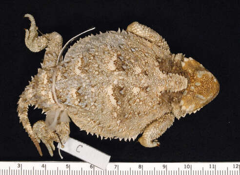 Image of Greater Short-horned Lizard