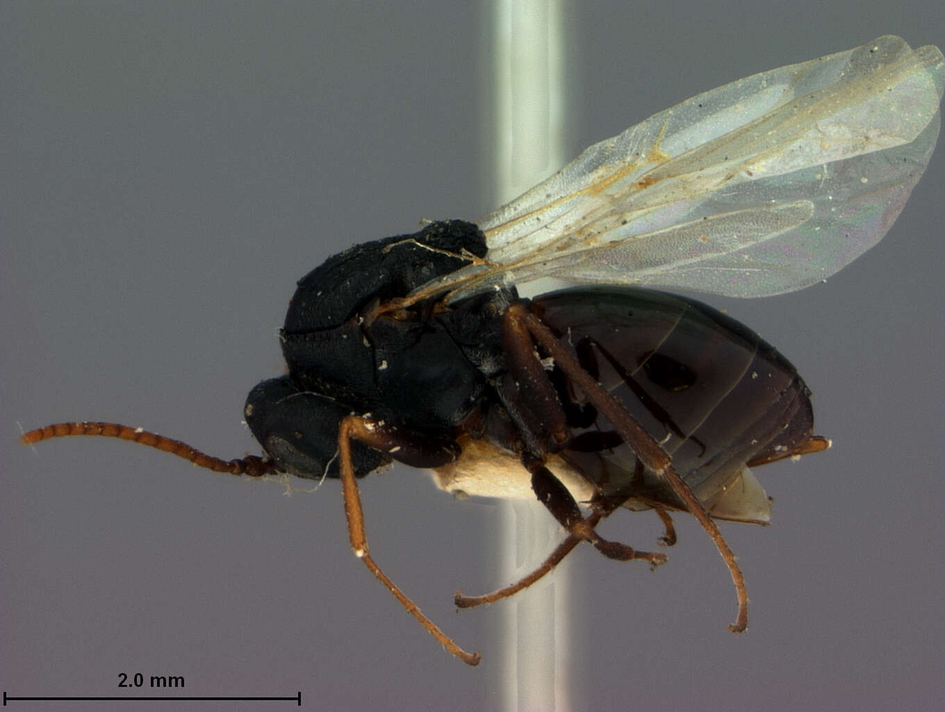 Image of Antistrophus silphii