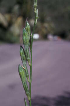 Image of Chinese violet