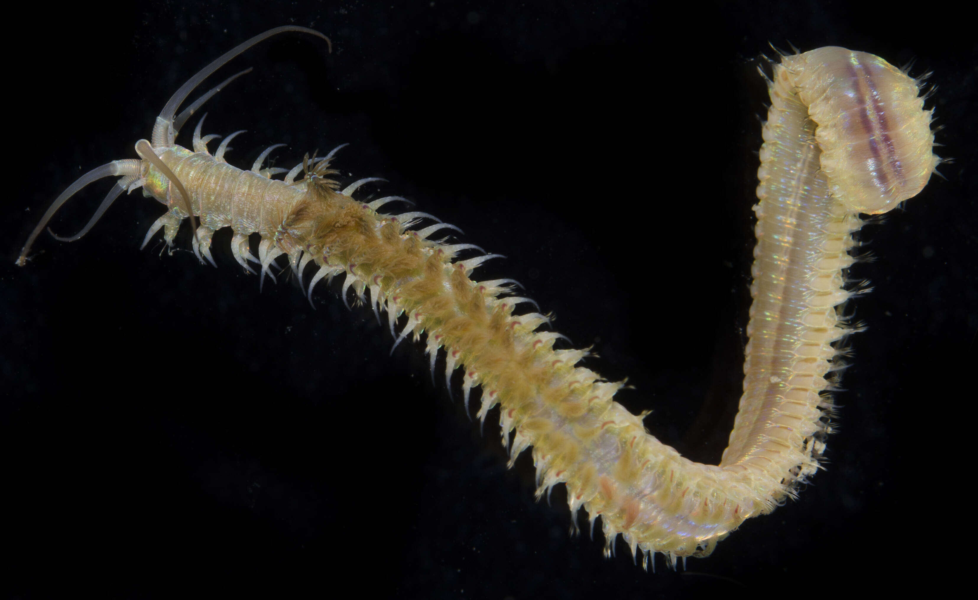 Image of Ornate worm