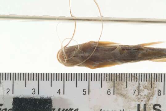 Image of Twospot catfish