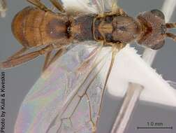 Image of Aleiodes brachyphlebus Marsh & Shaw 2001