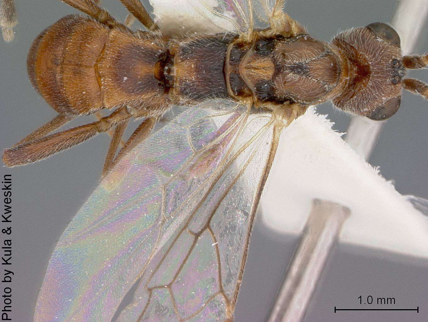 Image of Aleiodes brachyphlebus Marsh & Shaw 2001