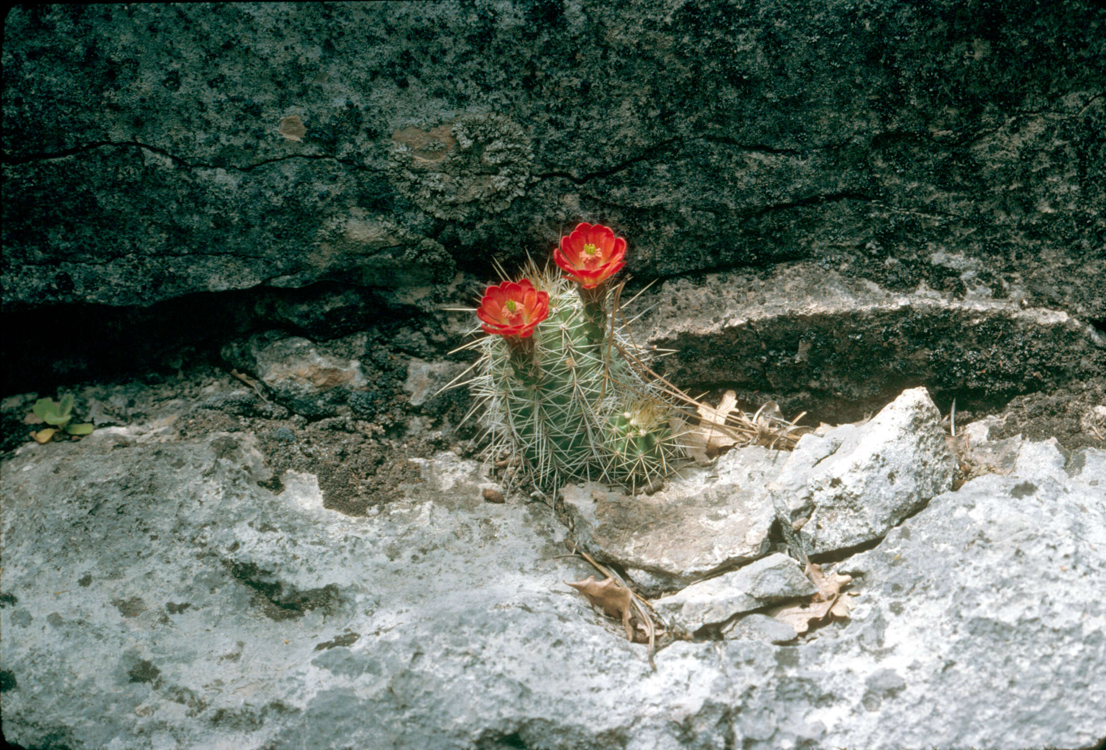 Image of Claretcup Hedgehog