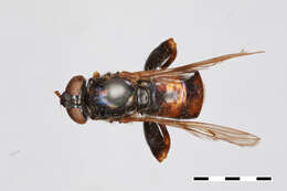 Image of Chalcosyrphus libo (Walker 1849)