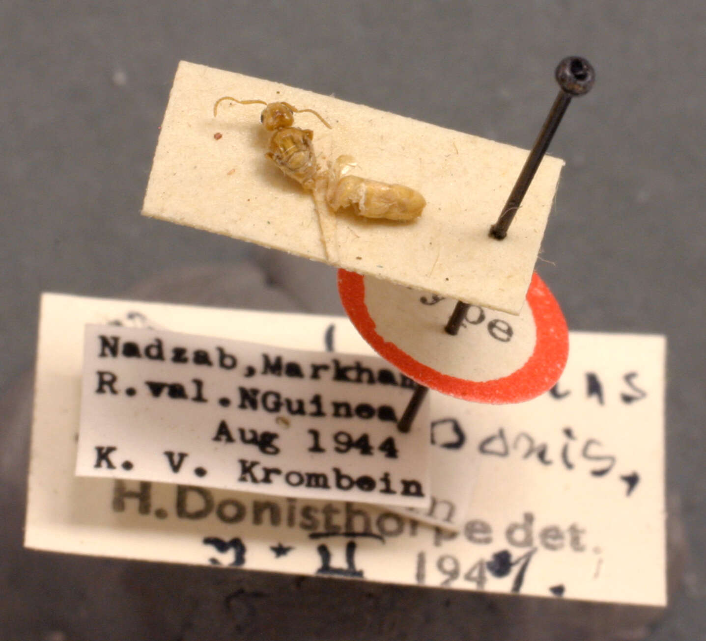Image of Pseudolasius minor Donisthorpe 1947
