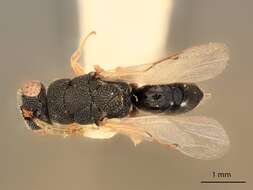 Image of Eurytoma apiculae Bugbee 1966