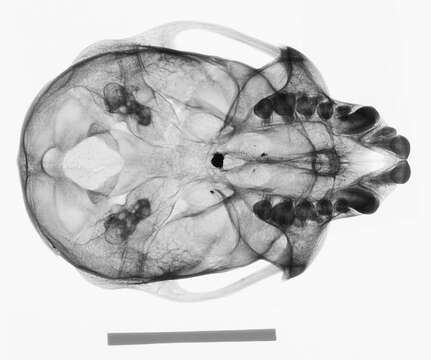 Image of Cercopithecus cephus cephodes Pocock 1907