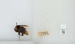 Imagem de Bombus californicus Smith 1854