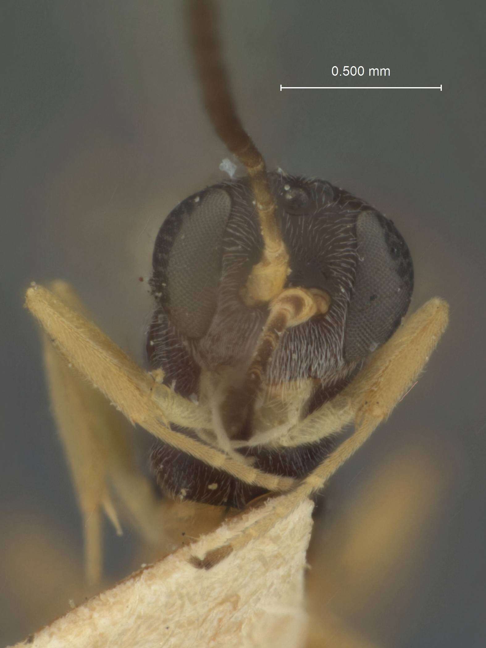 Image de Acrolyta mesochori Ashmead 1896