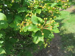 Image of Sargent's Viburnum