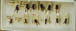 Image of <i>Ancistrocerus <i>catskill</i></i> catskill