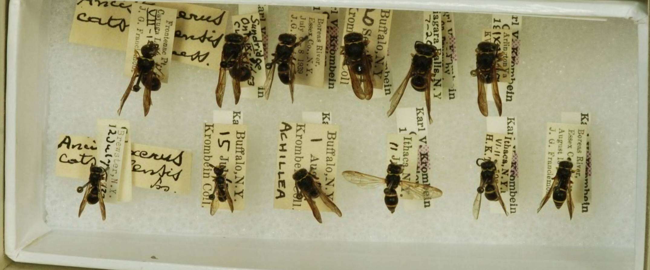 Image of <i>Ancistrocerus <i>catskill</i></i> catskill