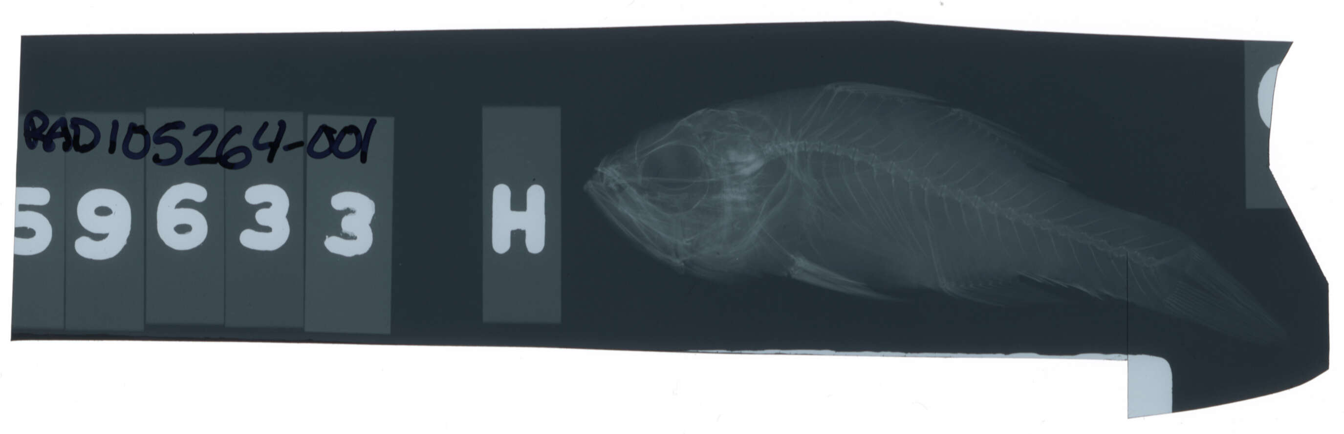 Plancia ëd Ostorhinchus kiensis (Jordan & Snyder 1901)