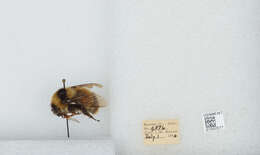 Image de Bombus balteatus Dahlbom 1832