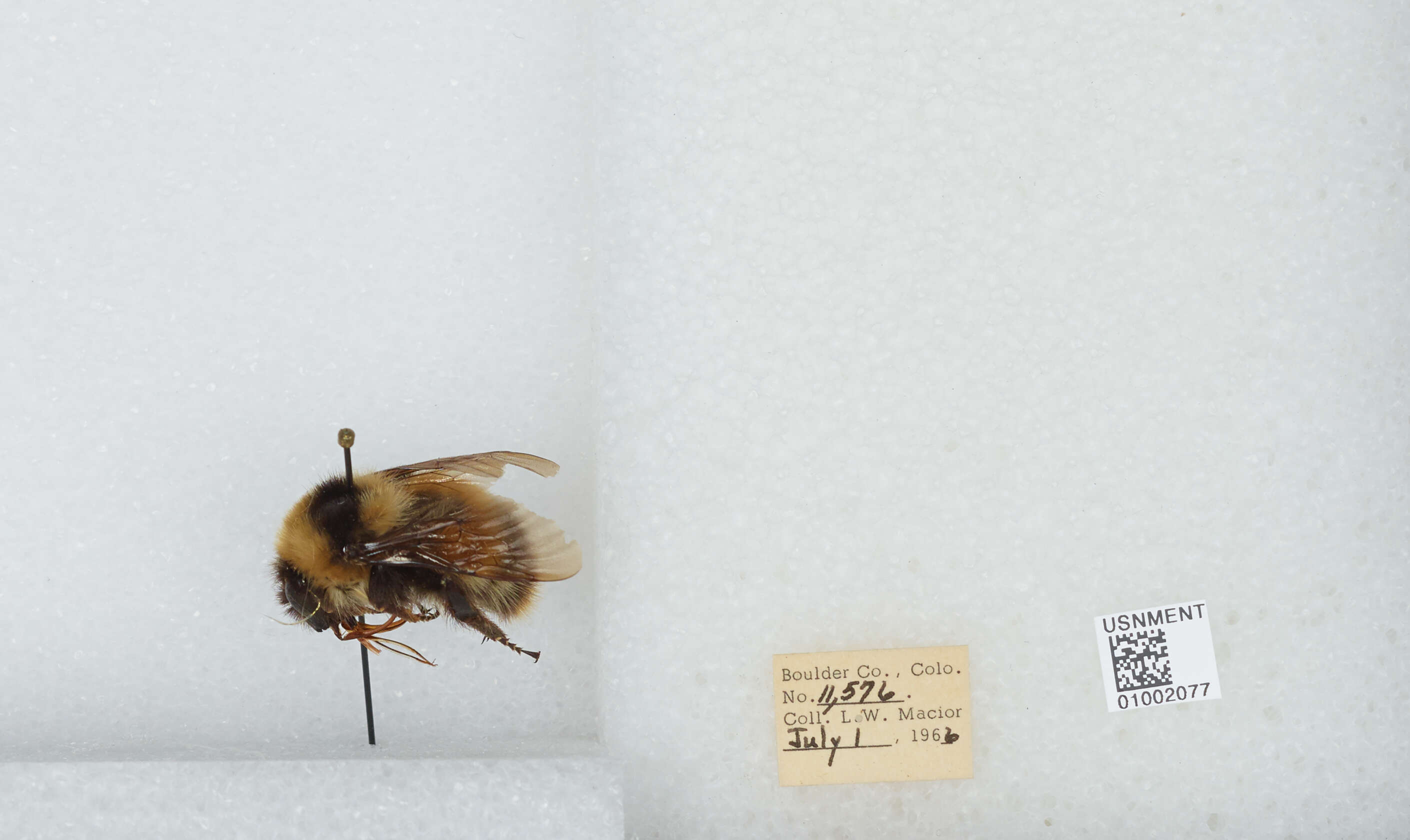 Слика од Bombus balteatus Dahlbom 1832