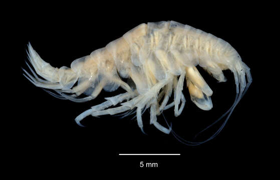 Image of Pontogeneoides Nicholls 1938