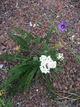 Image of yarrow, milfoil