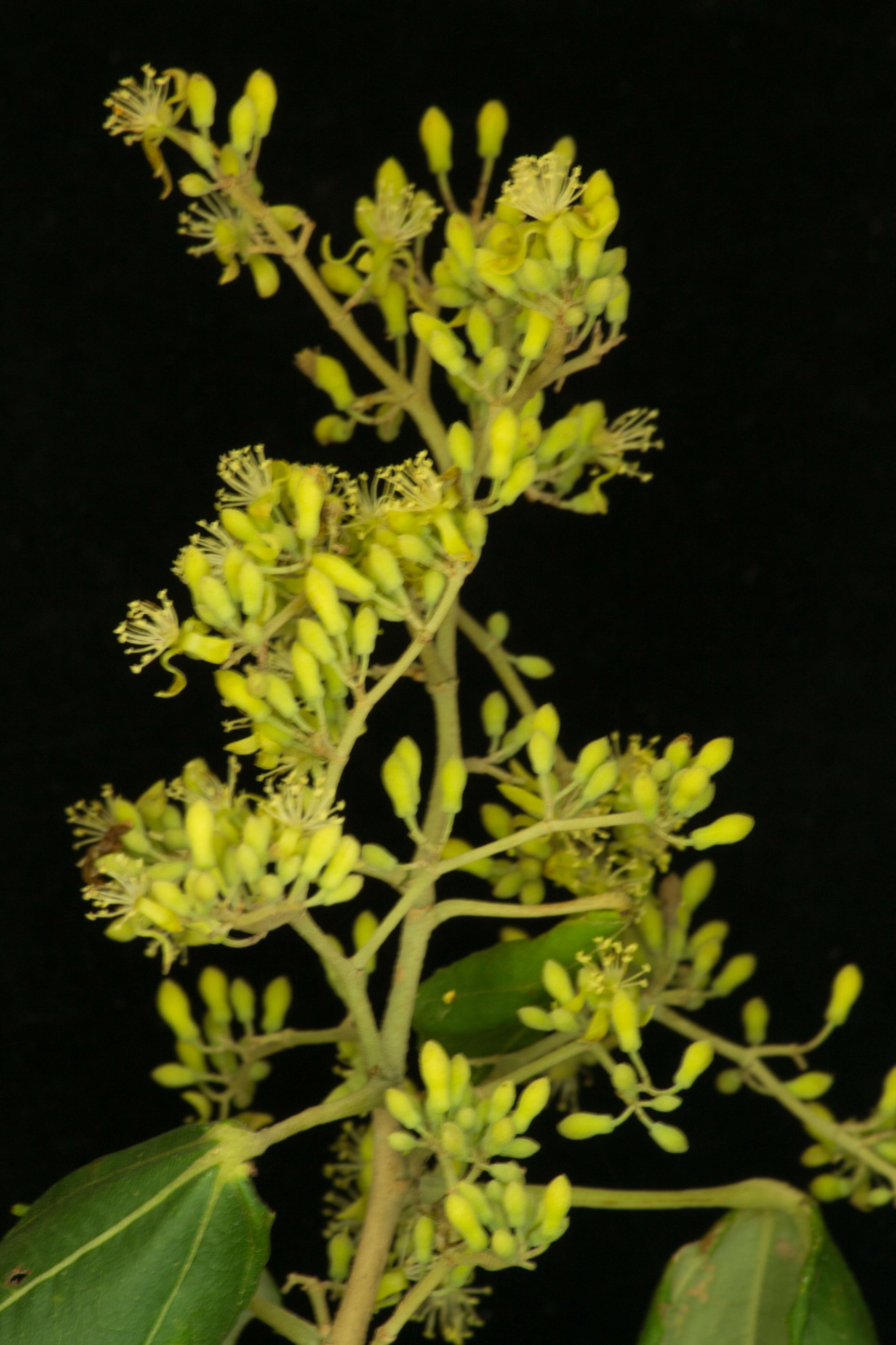 Image of Heliocarpus pallidus Rose