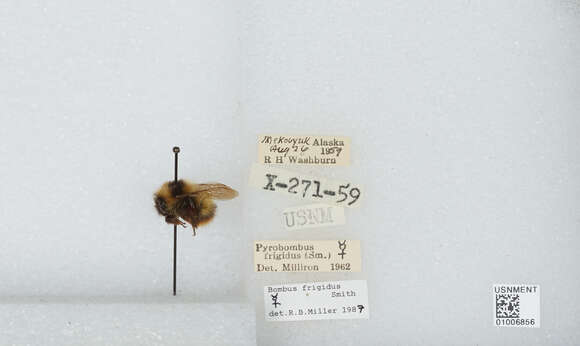 Image of Frigid Bumble Bee