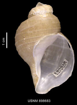 Image of Obscuranella papyrodes Kantor & Harasewych 2000