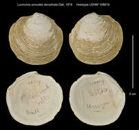 Sivun Lucinoma annulata densilirata Dall 1919 kuva