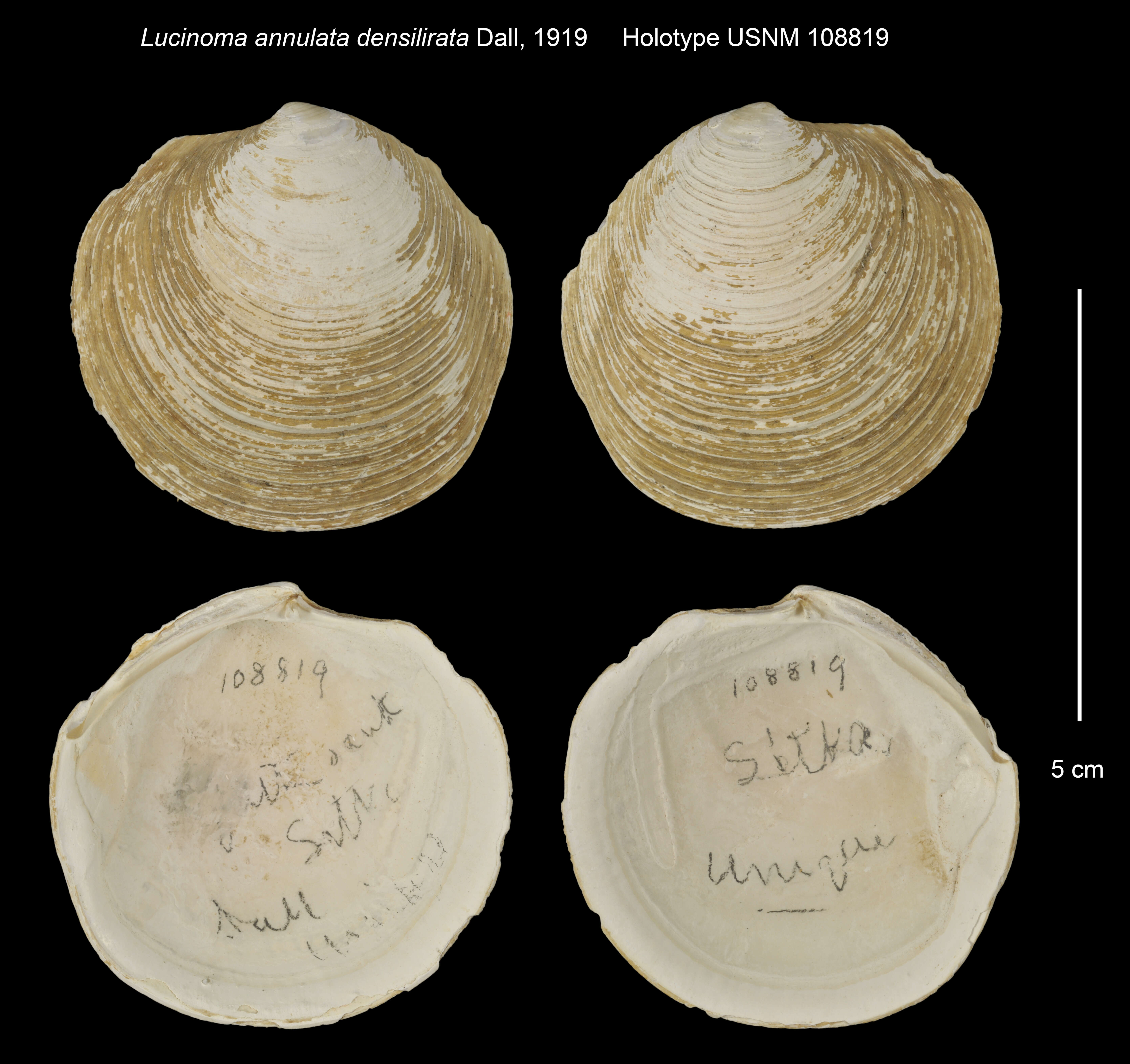 Sivun Lucinoma annulata densilirata Dall 1919 kuva