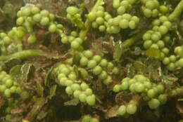 Image of Sea Grape