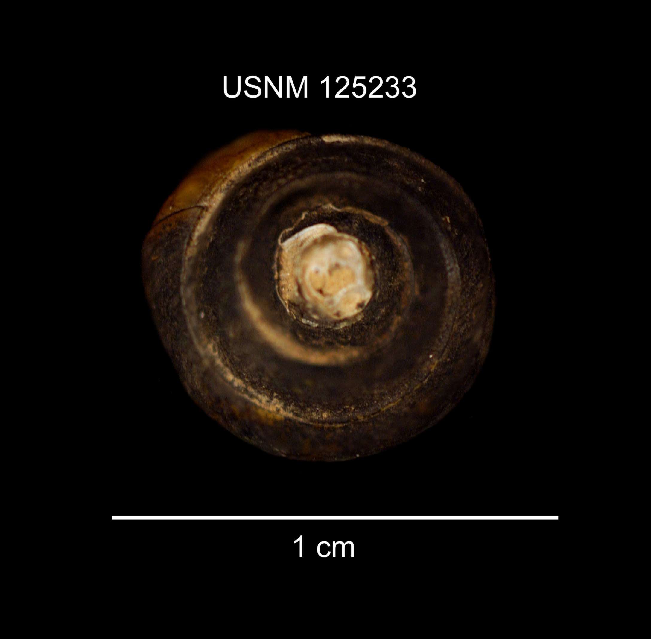 Image of Crested Mudalia