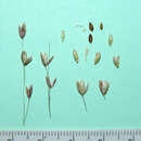 Image of Melica rectiflora Boiss. & Heldr.