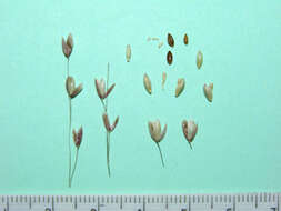 Image de Melica rectiflora Boiss. & Heldr.