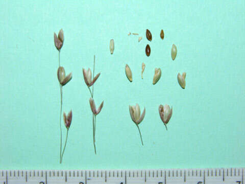 Melica rectiflora Boiss. & Heldr. resmi