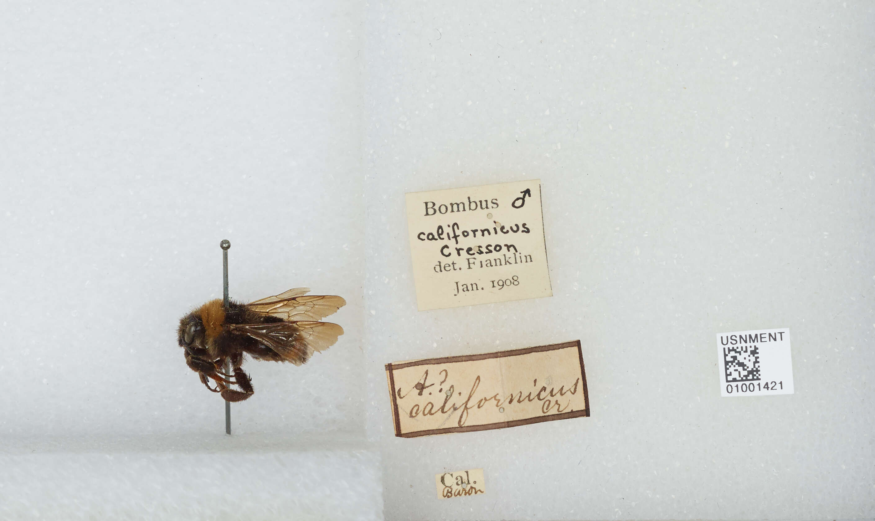 Imagem de Bombus californicus Smith 1854