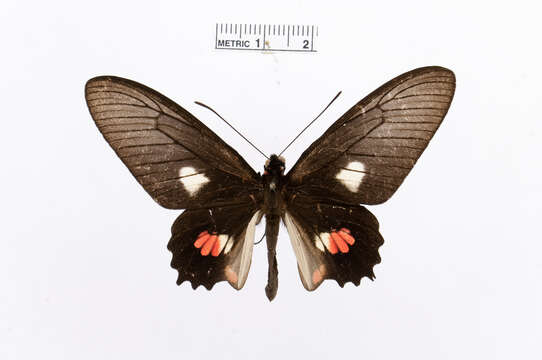 Image of Parides proneus (Hübner 1831)