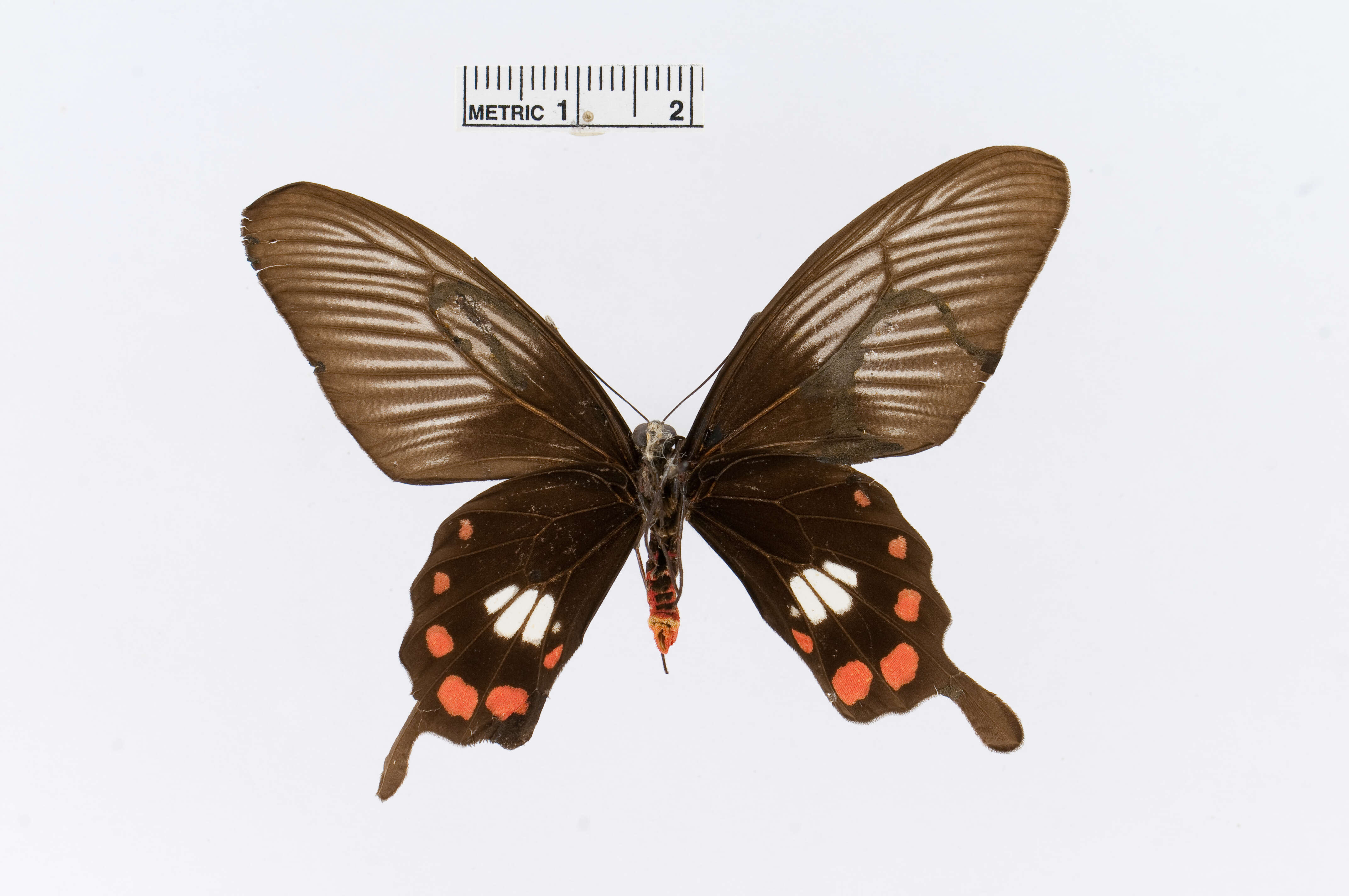 Слика од Pachliopta leytensis Murayama 1978