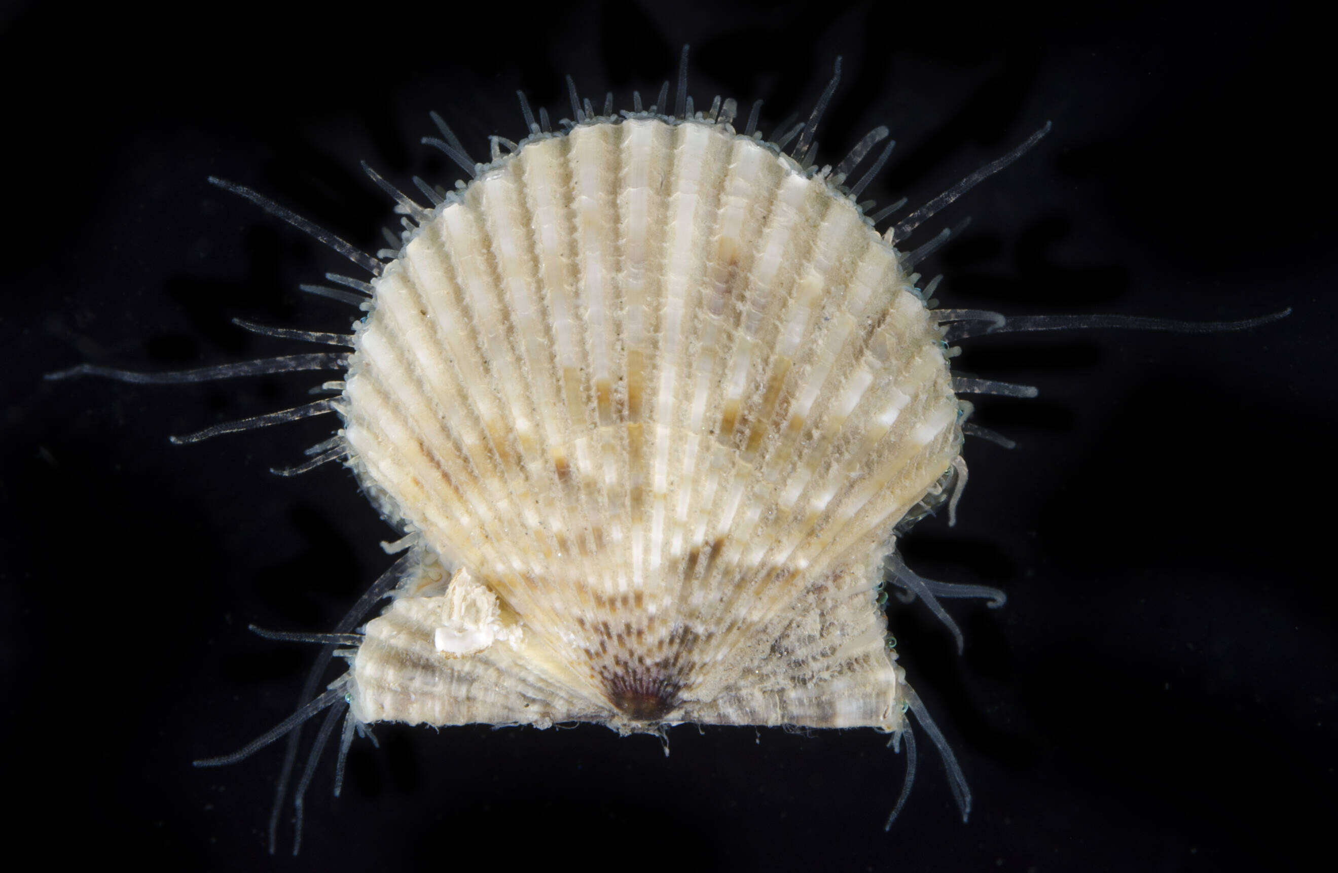 Image of Common scallop