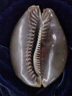 Image of Humpback Cowrie