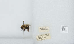 Image of Common Eastern Bumblebee