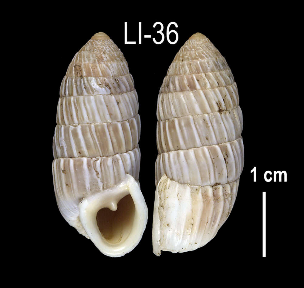 Image of <i>Cerion caerulescens</i>