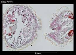 Image of Lituiherpia spermathecata Salvini-Plawen 1978