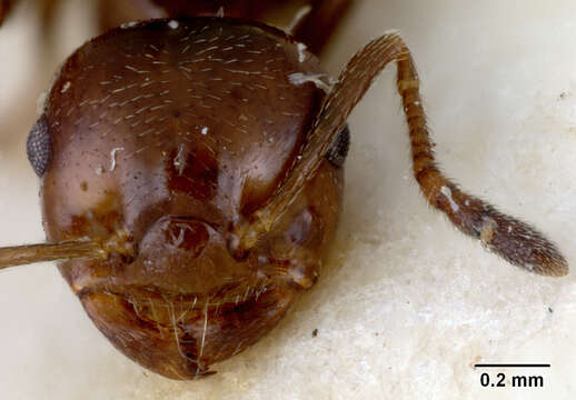 صورة Crematogaster vandermeermohri Menozzi 1930