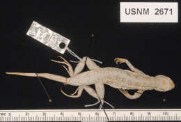 Image of Keeled Earless Lizard