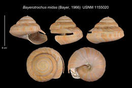 Image of Bayerotrochus midas (Bayer 1965)